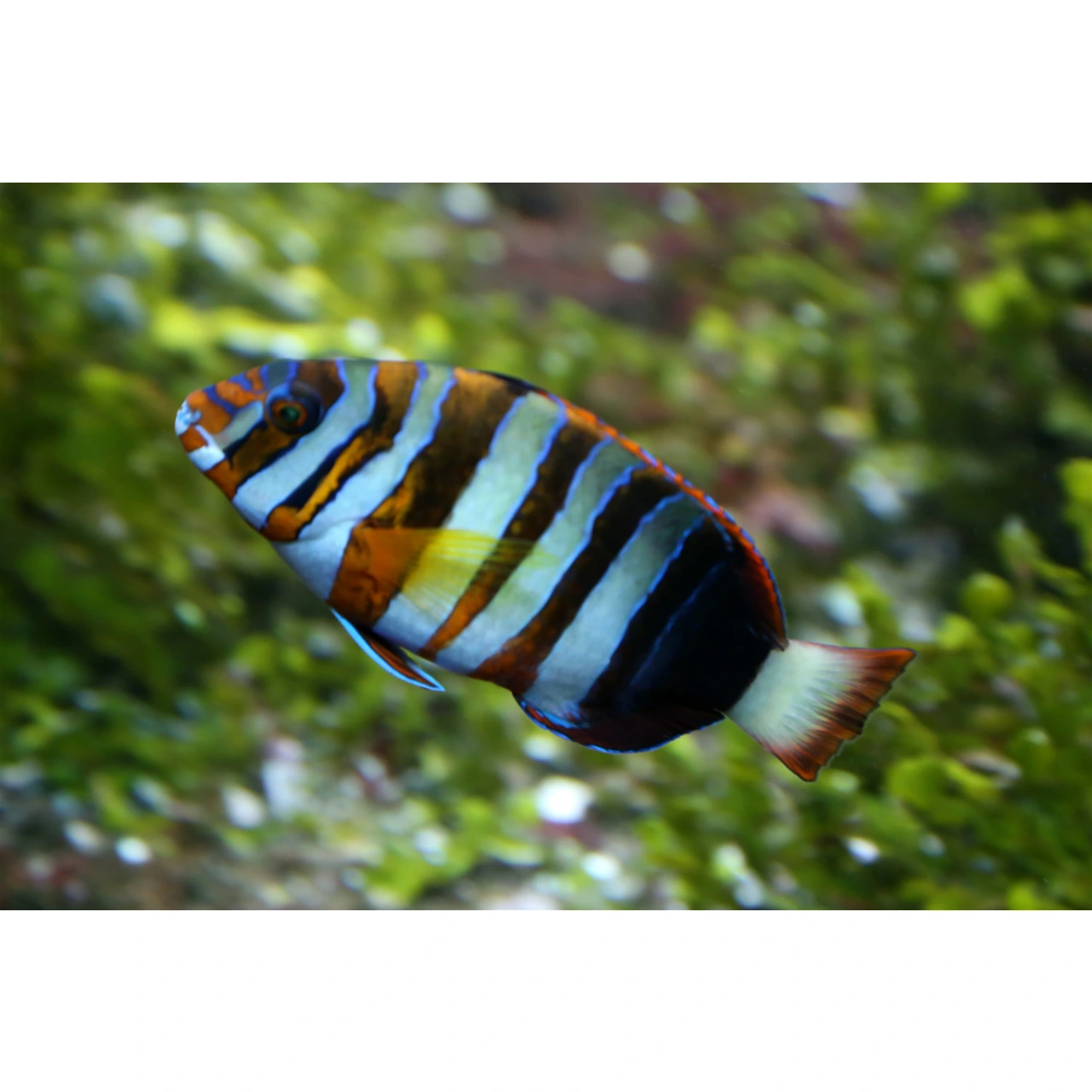 Harlequin fisk (Choerodon fasciatus)